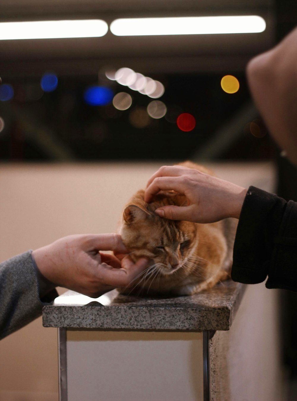 Pet Hangout